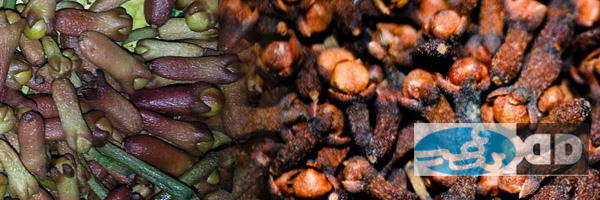 sri_lanka_cloves_4.jpg